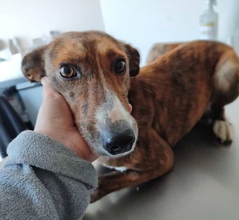 Mel