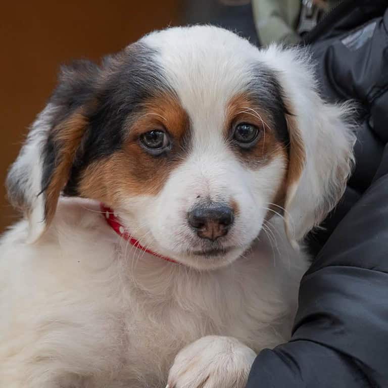 Coco – lieb und verspielt
