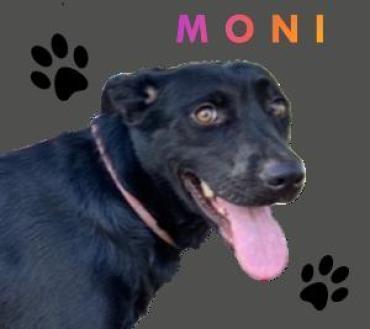 MONi wartet mit gepacktem Koffer