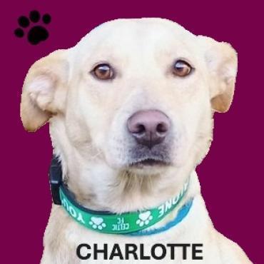 CHARLOTTE sucht eine Familie