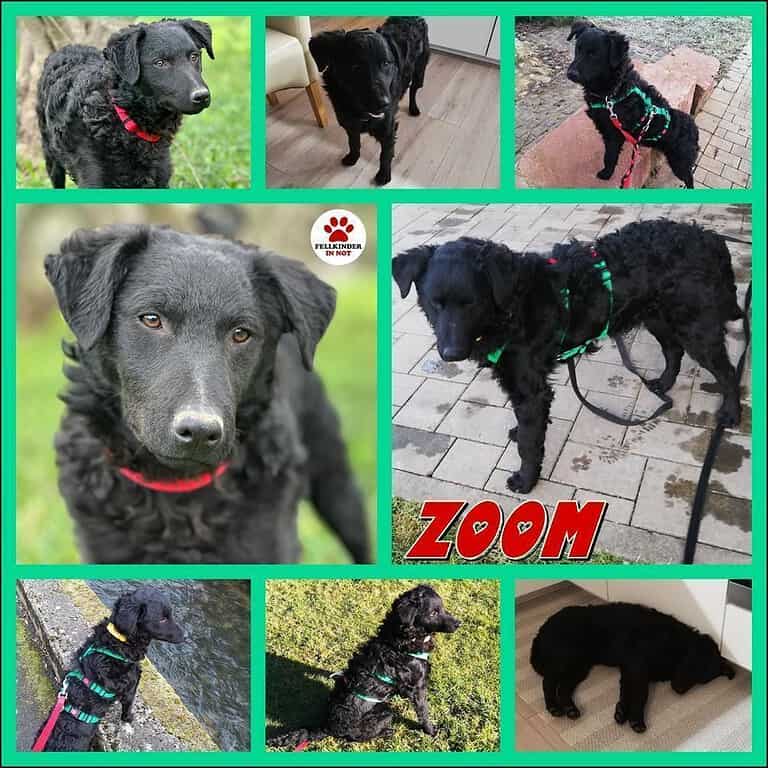 Zoom kroatischer Schäferhund Junghund