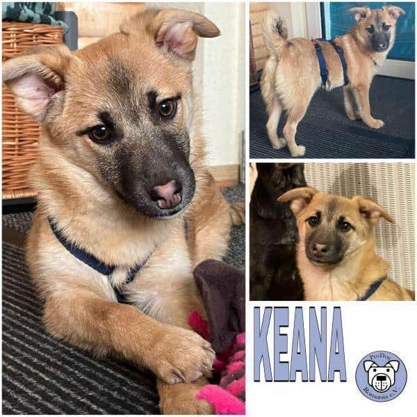 KEANA -Fröhliches, verspieltes Hundekind