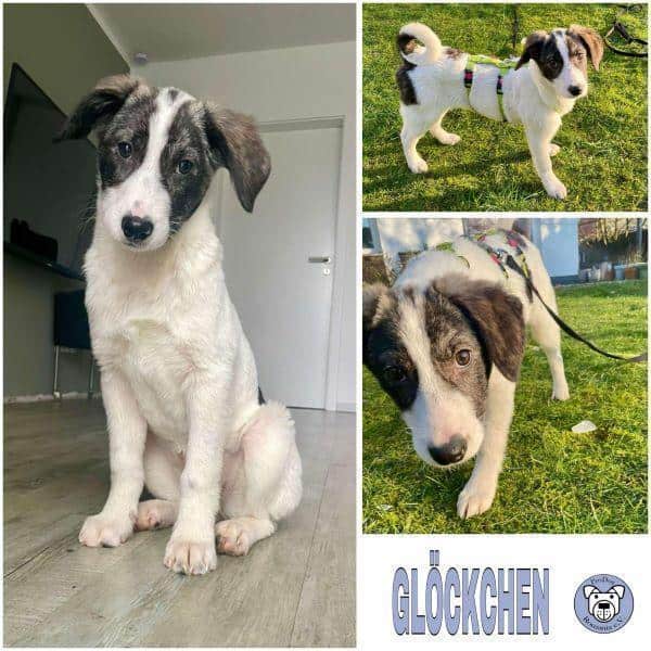 GLÖCKCHEN -Lustiges, lebhaftes Hundekind