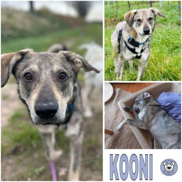 KOONI -Junghund mit großem Herz-