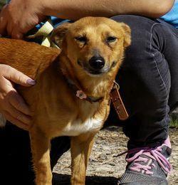 Gimeno – Zuhause gesucht