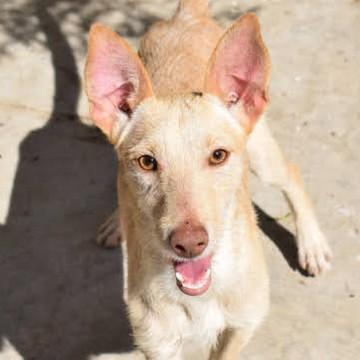 Tyr2 sucht ein Zuhause/Pflegestelle
