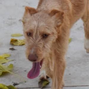 Tyson2 sucht ein Zuhause/Pflegestelle
