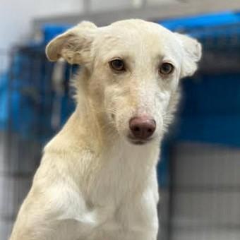 Zaqui1 sucht ein Zuhause/Pflegestelle