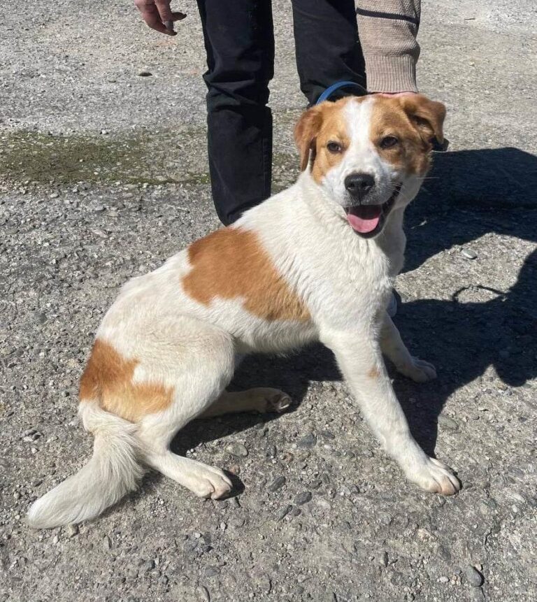 Loona, wunderschöne Hündin sucht dringen
