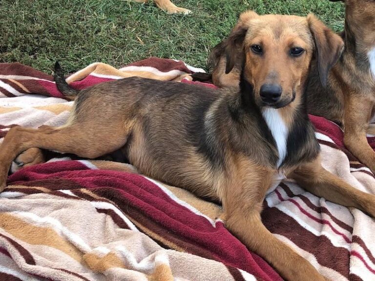 Traumhund gesucht? Hier ist er!