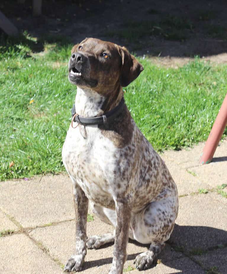 Stella sucht eine aktive Familie
