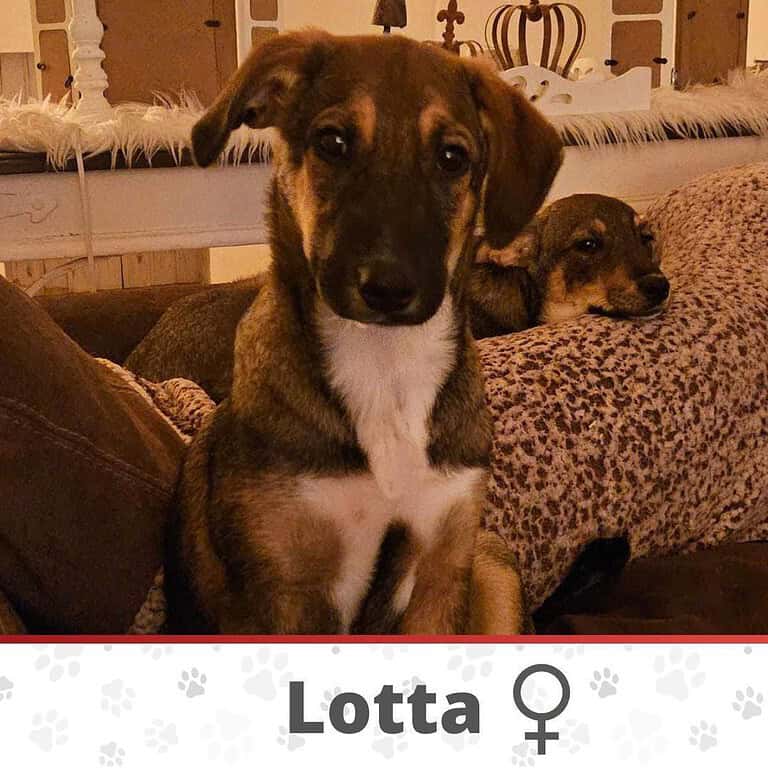 LOTTA ❤  wartet in 26676 Barßel auf Dich