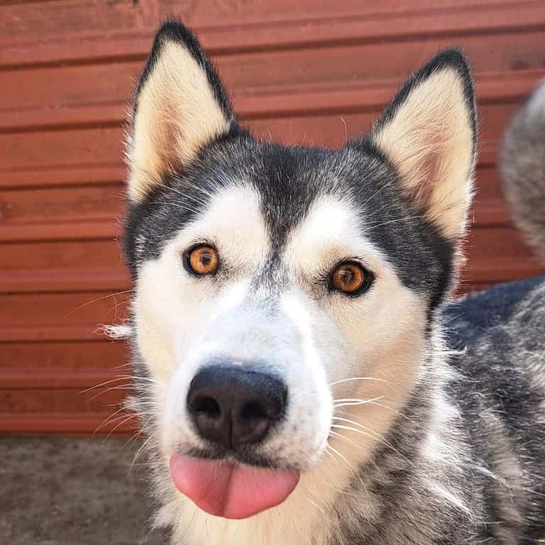 Denali – Wunderschöner Husky Mix