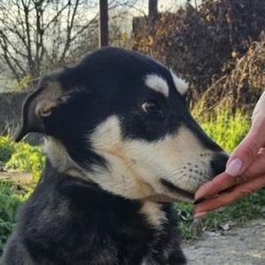 Hundekind ESO sucht Zuhause