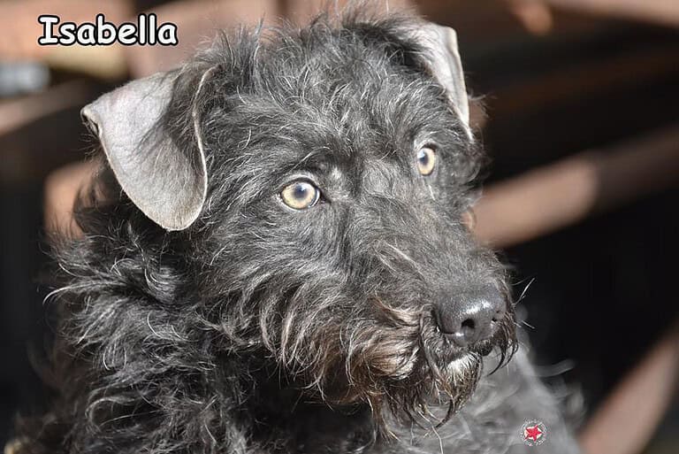 ISABELLA