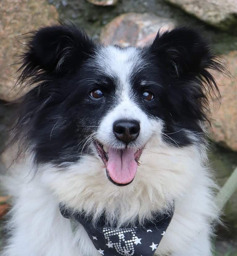 Clarence – eine kl. Hundepersönlichkeit