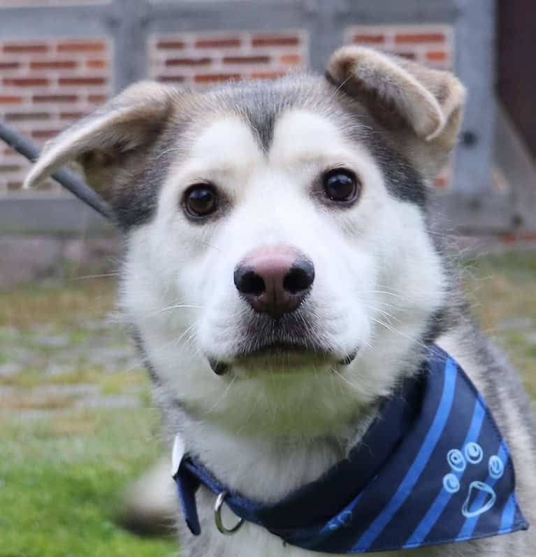 Finn – sucht aktive Zweibeiner