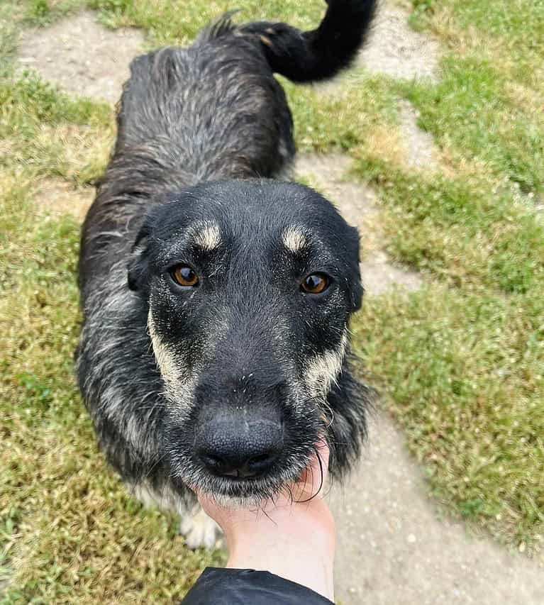 Greta sucht ihren Menschen 💖