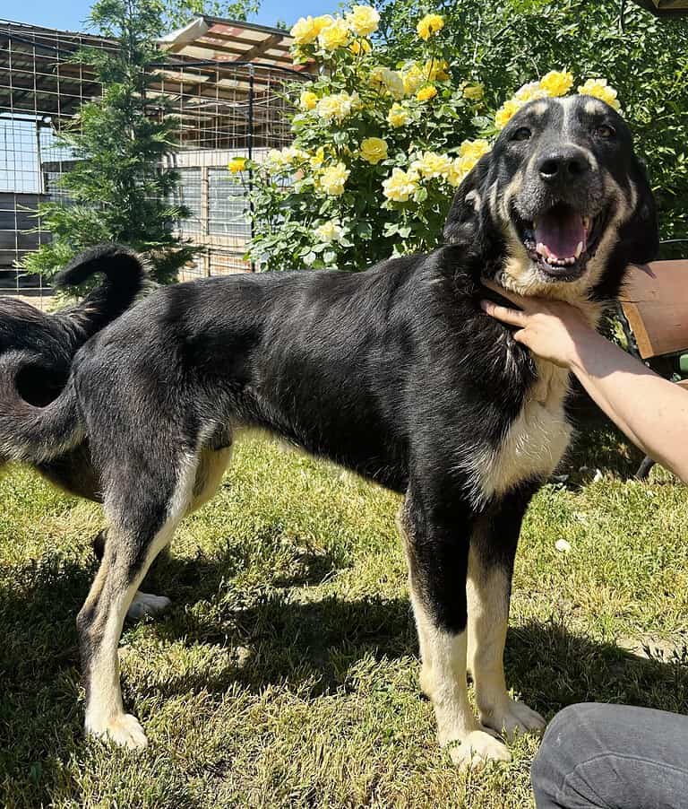 Gismo: Ein treuer Freund sucht Familie