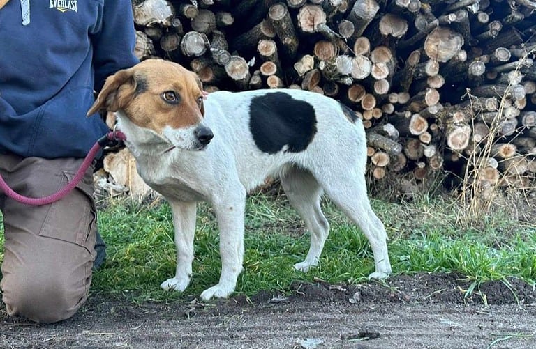 Elly sucht ihr Körbchen