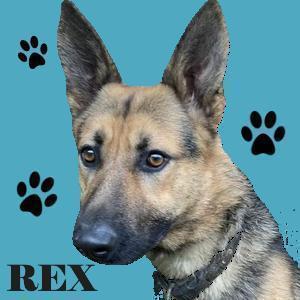 REX  sucht seine Menschen