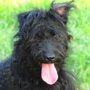BOBBY sucht Zuhause