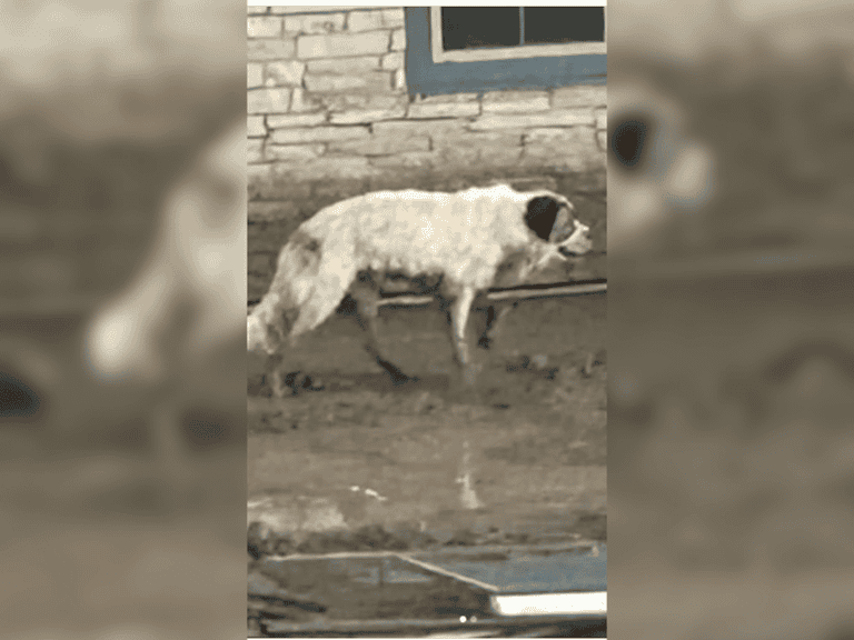 Vermisster Hund nach zwei Jahren abgemagert gefunden