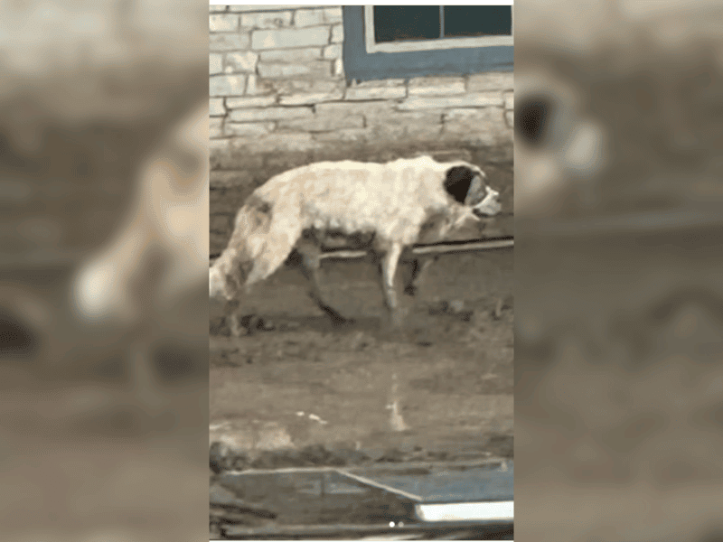 Vermisster Hund nach zwei Jahren abgemagert gefunden