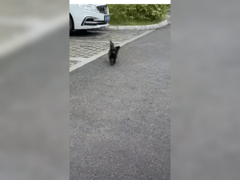 Welpe verzweifelt ausgesetzt: Allein auf staubiger Straße zurückgelassen