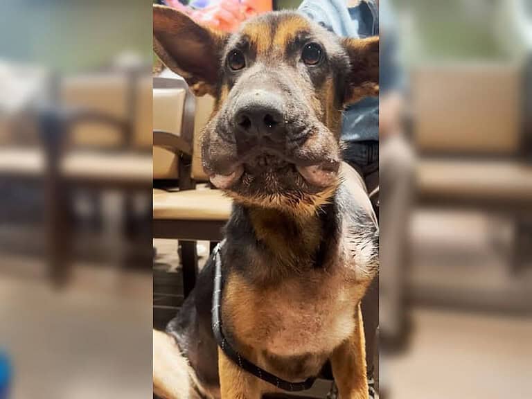 Ausgehungerter Welpe kämpft in Tierklinik um sein Leben