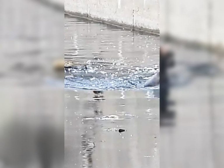 Ausgesetzte Boxerhündin kämpft verzweifelt im indischen Abwasserkanal ums Überleben