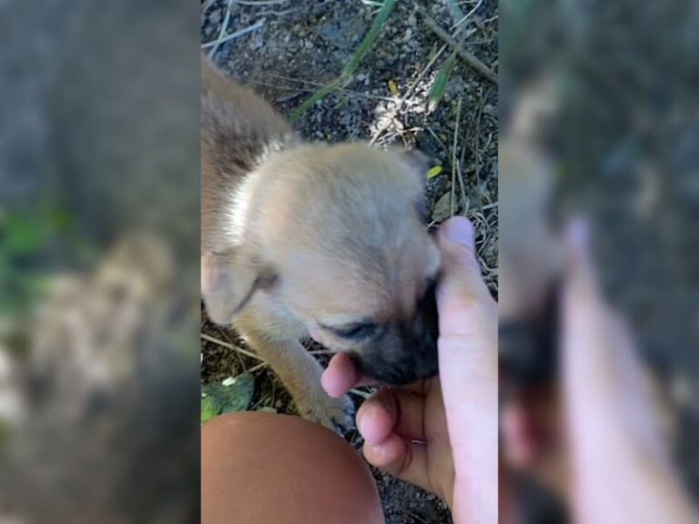 Ausgesetzte Hundefamilie kämpft im Dschungel verzweifelt ums Überleben