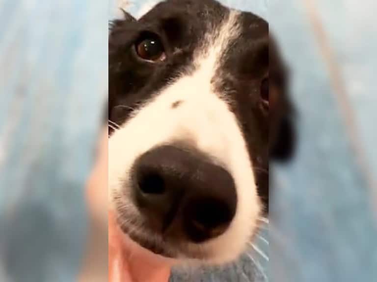 Begabter Border Collie singt perfekte Tonleitern während verzweifelte Straßenhunde verhungern