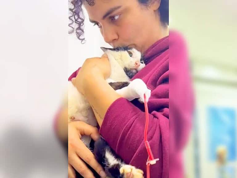 Gelähmte Straßenkatze kämpft verzweifelt gegen geplante Einschläferung