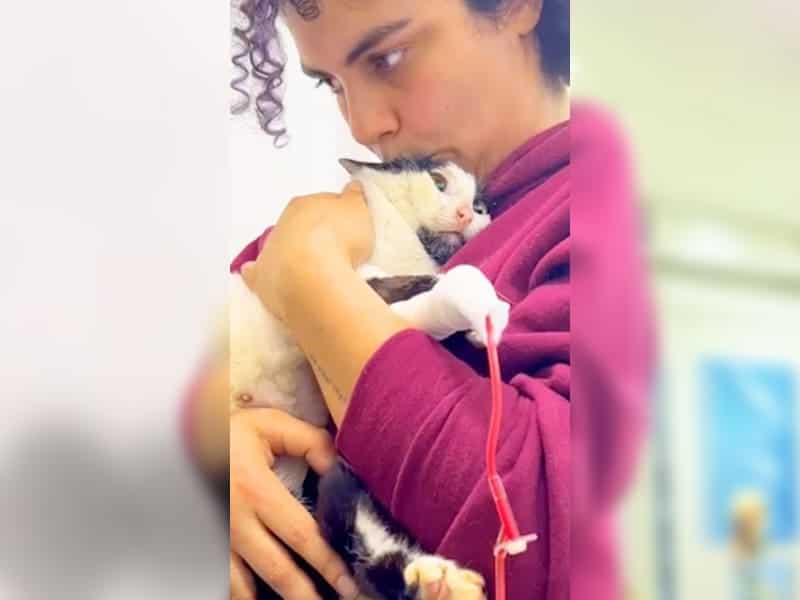 Gelähmte Straßenkatze kämpft verzweifelt gegen geplante Einschläferung