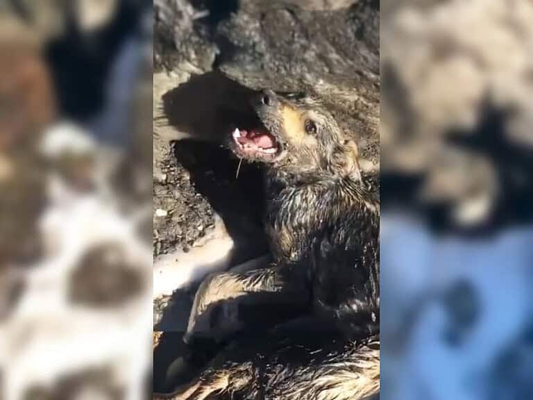 Gelähmter Hund kämpft nach brutaler Vergiftung ums Überleben