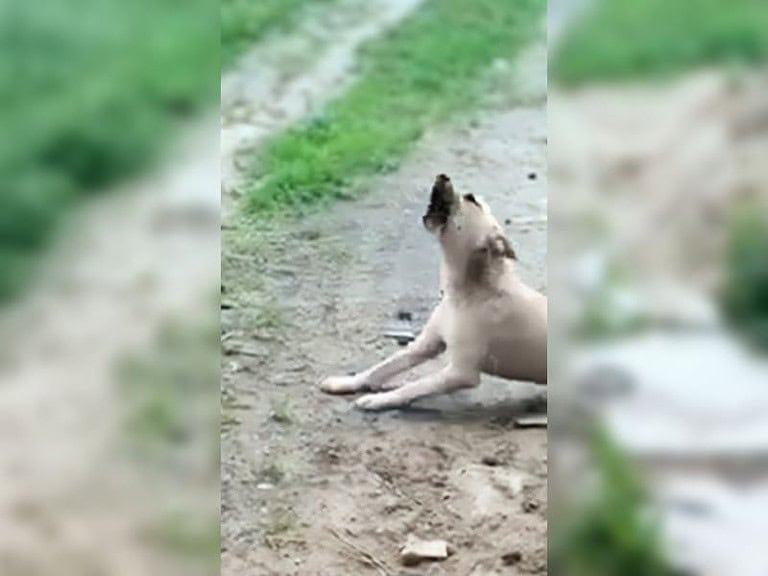 Gelähmter Hund wartet vergeblich seit Tagen auf herzlosen Besitzer