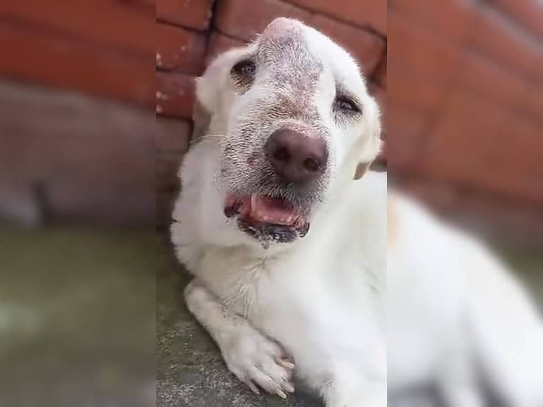 Herzloser Besitzer sperrt krebskranken Hund in Käfig und kauft neuen Welpen