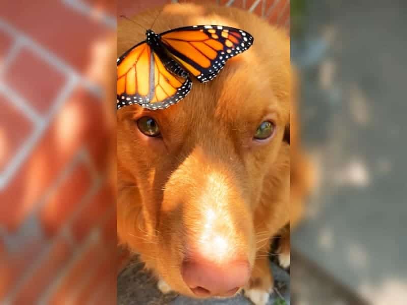 Sanftmütiger Retriever beschützt zerbrechliche Schmetterlinge im Garten