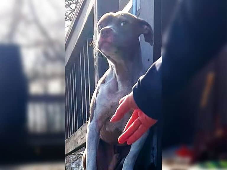Verängstigter Pitbull mit goldenen Augen flüchtet tagelang vor menschlicher Hilfe
