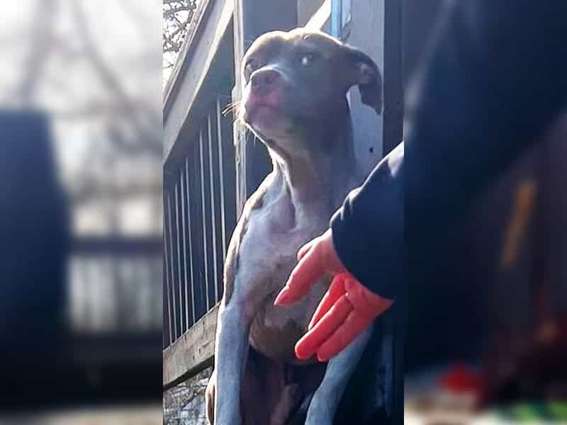 Verängstigter Pitbull mit goldenen Augen flüchtet tagelang vor menschlicher Hilfe