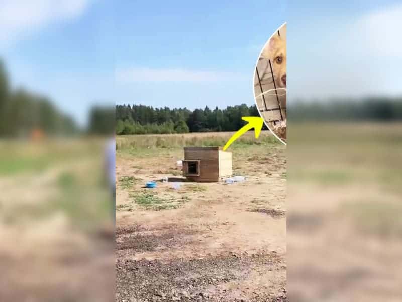 Verlassene Welpen vegetieren in verwahrlostem Kiosk