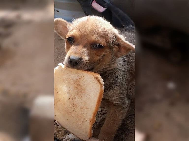 Verlassener Welpe überlebt sieben Tage allein mit trockenem Brotstück