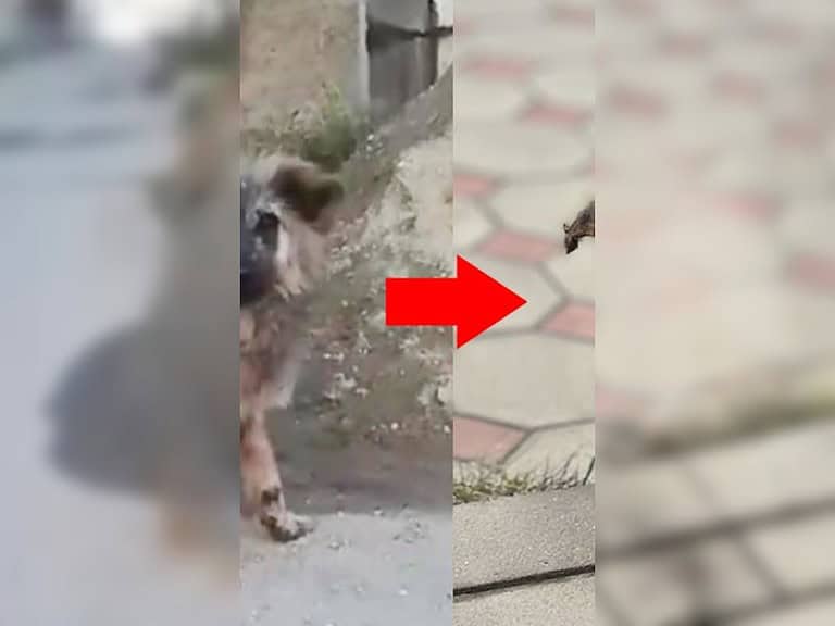 Verwahrlosten Hund ein Jahr lang ignoriert - jetzt kämpft er ums Überleben
