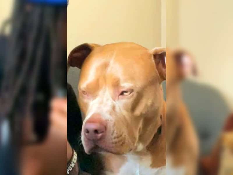 Verwöhnte Pitbull-Hündin lehnt Pflegehund monatelang ab