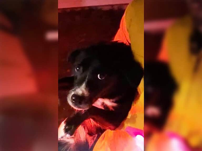 Verzweifelte Hundebesitzer flehen CBS-Reporter an - dramatische Rettung vor Flammen