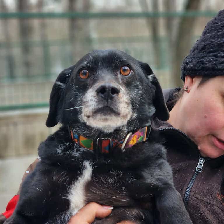 Menyhert: lieber Senior sucht Couch