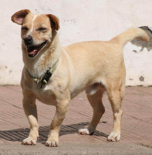 TIMON – toller kleiner Begleithund 🌸
