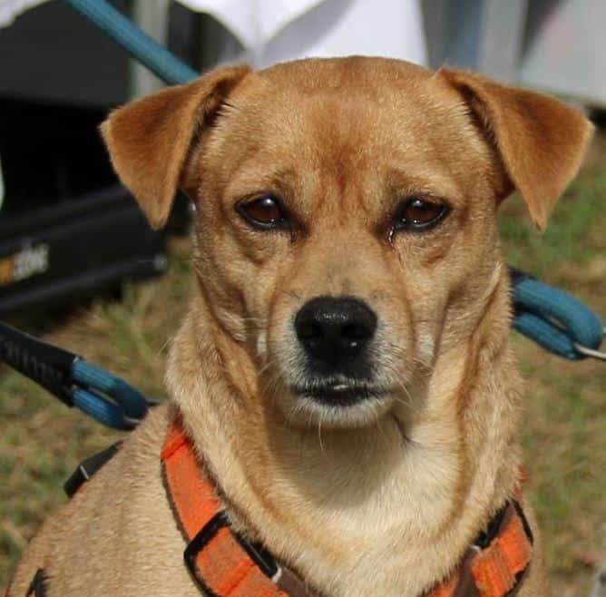 RAYO – tolles Dremateam sucht 🐶🐶