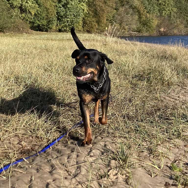 Notfellchen Paco sucht Kuschelpartner